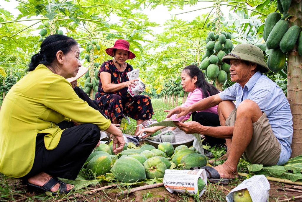 Hanoi_Lay village_growing papaya